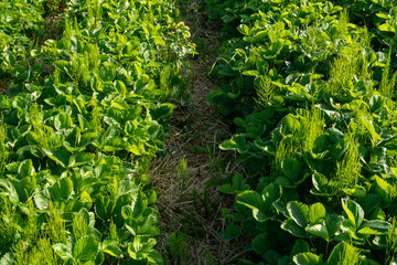 Mustard plants are flourishing in vibrant green fields, showcasing healthy growth amidst rows of crops under clear skies, symbolizing productive farming practices