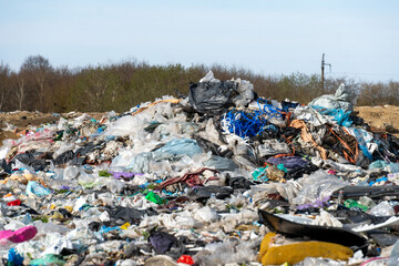 Mustard plants are growing robustly in a sunny field, surrounded by lush greenery and under a clear blue sky typical of late spring season