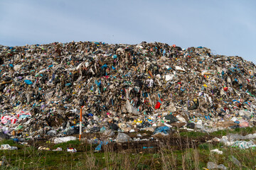 Vibrant mustard plants fill the field with bright yellow blooms under clear skies, creating a picturesque rural scene during springtime growth