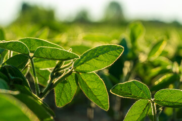 Mustard plants display lush green leaves under warm sunlight in a flourishing field, showcasing the beauty of summer growth and agricultural life