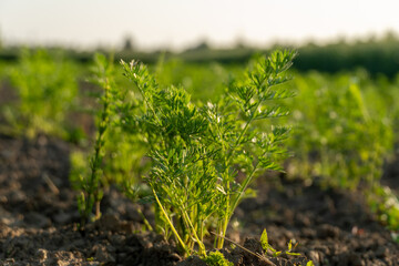 Mustard plants are growing vibrantly in a well-tended field. The warm sunlight enhances their green leaves, showcasing a healthy crop ready for harvest