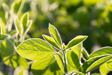 Mustard plants display bright green leaves, flourishing under sunlight in a field. The vibrant foliage indicates optimal growing conditions and healthy development