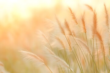 Summer meadow with tall grass swaying in the wind.