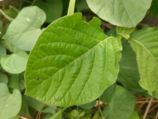 green leaves in the garden