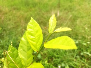 green leaves on a green background
