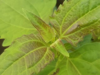 green leaves on a tree