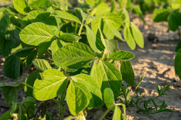 Vibrant mustard plants showcase their green leaves in a sunny agricultural field, demonstrating healthy growth under bright midday light during early summer