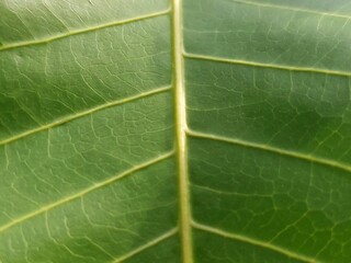 green leaf macro