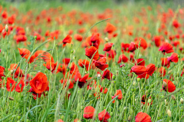 Mustard plants thrive in a lush green field filled with vibrant yellow flowers, basking in sunlight, showcasing nature's beauty and growth in a peaceful setting