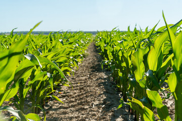 Naklejka premium Mustard plants thrive in neat rows, showcasing their lush green leaves. The clear skies above indicate a warm summer day, perfect for crop growth in the field