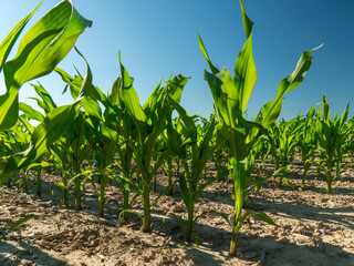 Rows of vibrant mustard plants reach for the sun under a clear blue sky, demonstrating their healthy growth and resilience in the sprawling agricultural landscape