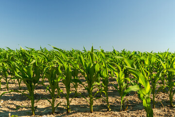 Rows of vibrant mustard plants stretch across the field, basking in the warm sunlight on a clear day during the growing season, showcasing their lush green leaves