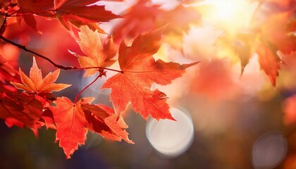 close up of red autumn leaves close up of red autumn maple leaves with strong sunlight textures in natural composition concept of fall intensity seasonal nature colors natural fall background