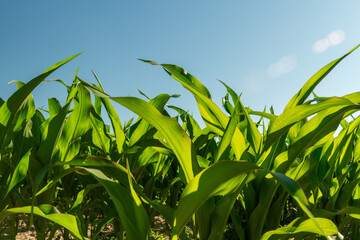 Bright green mustard plants flourish in a vibrant field, soaking up the warm sun. Healthy leaves indicate a strong growth phase during the planting season