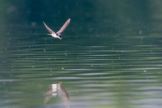 Western house martin (Delichon urbicum) flying over a loch in the evening, Angus, Scotland