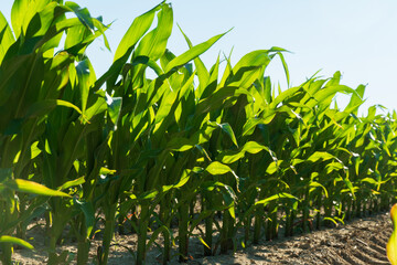 Mustard plants flourish in neat rows, their bright green leaves stretching towards the sun. The field showcases healthy growth, indicating optimal growing conditions