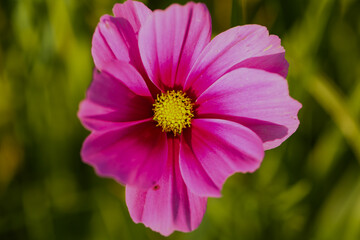 Fototapeta premium cosmos Flower Cosmos bipinnatus) in Full bloom-vibrant pink petals with yellow center