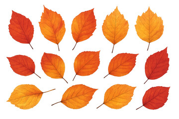 Obraz premium Colorful autumn leaves falling on transparent background