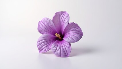 Obraz premium Close-up view of a single, vibrant purple flower.