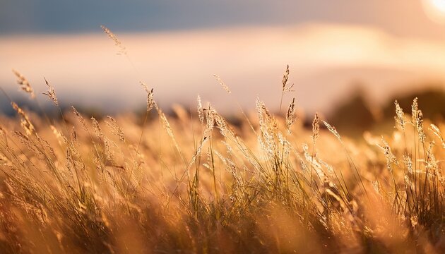 a natural environment during summer or early autumn with the meadow grass dried out a beautiful day featuring a narrow depth of field and sharp focus