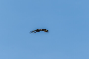 The bird of prey Black Kite flying in blue Sky