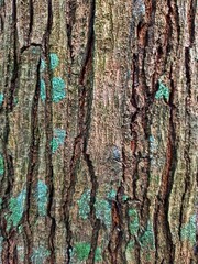 Obraz premium tree bark rough bark texture