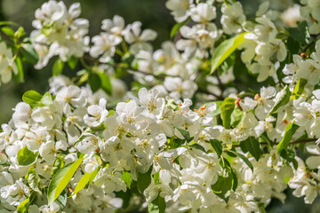 White blossoming apple trees. White apple tree flowers