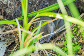 A closeup of a Common vole, Microtus arvalis, on the ground with a blurry background