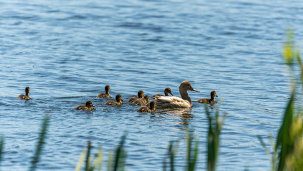 A family of ducks, a duck and its little ducklings are swimming in the water. The duck takes care of its newborn ducklings. Mallard, lat. Anas platyrhynchos