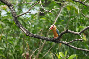 Common Kingfisher in a park in Thailand