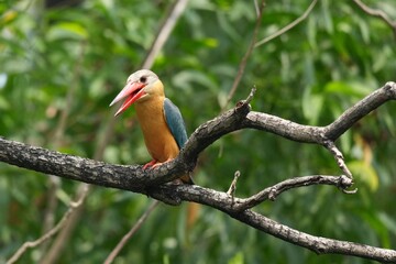 Common Kingfisher in a park in Thailand