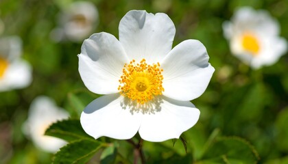 Fototapeta premium Close-up of a Beautiful White Flower with a Yellow Center in Natural Light