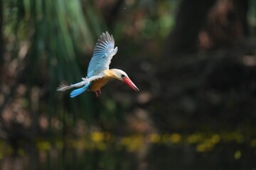 Common Kingfisher in a park in Thailand