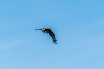 Bird of prey, black kite, flying in the blue sky with a caught fish in its claws