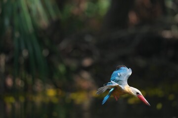 Common Kingfisher in a park in Thailand