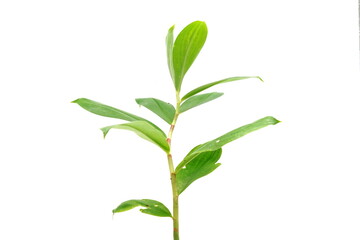 Costus speciosus or Cheilocostus speciosus is a perennial herbaceous plant.