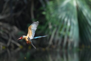 Common Kingfisher in a park in Thailand