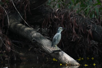 Green Egret in a public park in Thailand