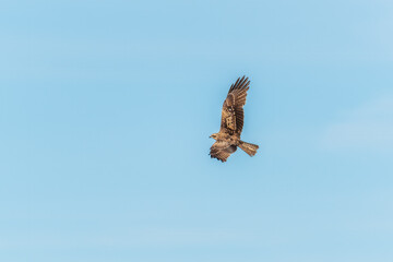 The bird of prey Black Kite flying in blue Sky