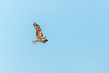 The bird of prey Black Kite flying in blue Sky