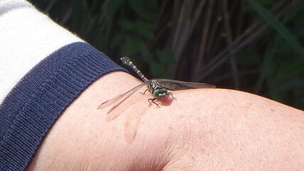 Small pincertail dragonfly (Onychogomphus forcipatus) also known as green-eyed hooktail or green-eyed hook-tailed dragonfly, male sitting on a woman's arm