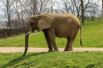 Fototapeta premium A elephant standing alone in a field