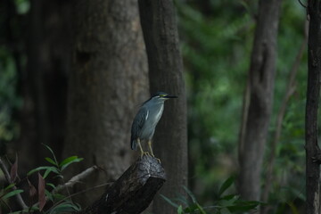 Green Egret in a public park in Thailand