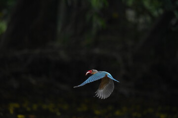 Common Kingfisher in a park in Thailand