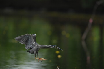 Green Egret in a public park in Thailand