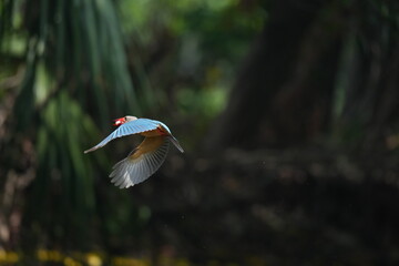 Common Kingfisher in a park in Thailand