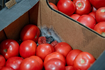 Box of tomatoes with mold spreading due to poor storage. Spoiled vegetables left unchecked, consequences of negligence in retail food handling. Rotting tomatoes in box infected by mold.  © ingoodtime