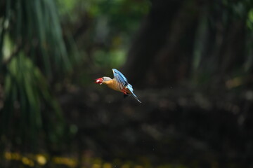 Common Kingfisher in a park in Thailand