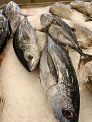 Fresh tuna, glistening with icy scales, rests on a bed of shimmering ice.