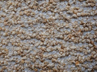 K&ouml;rnige Wei&szlig;e: Eine Abstraktion von Natur und Textur.